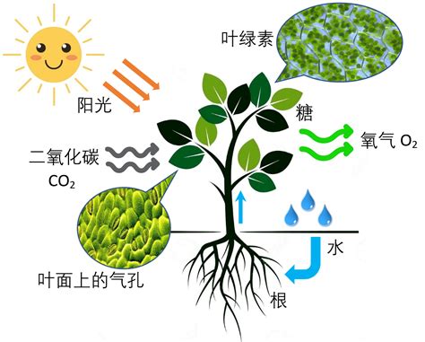 植物需要氧氣嗎|植物呼吸:概述,影響因素,①溫度,②氧氣,③CO2,具體過程,生理指標…